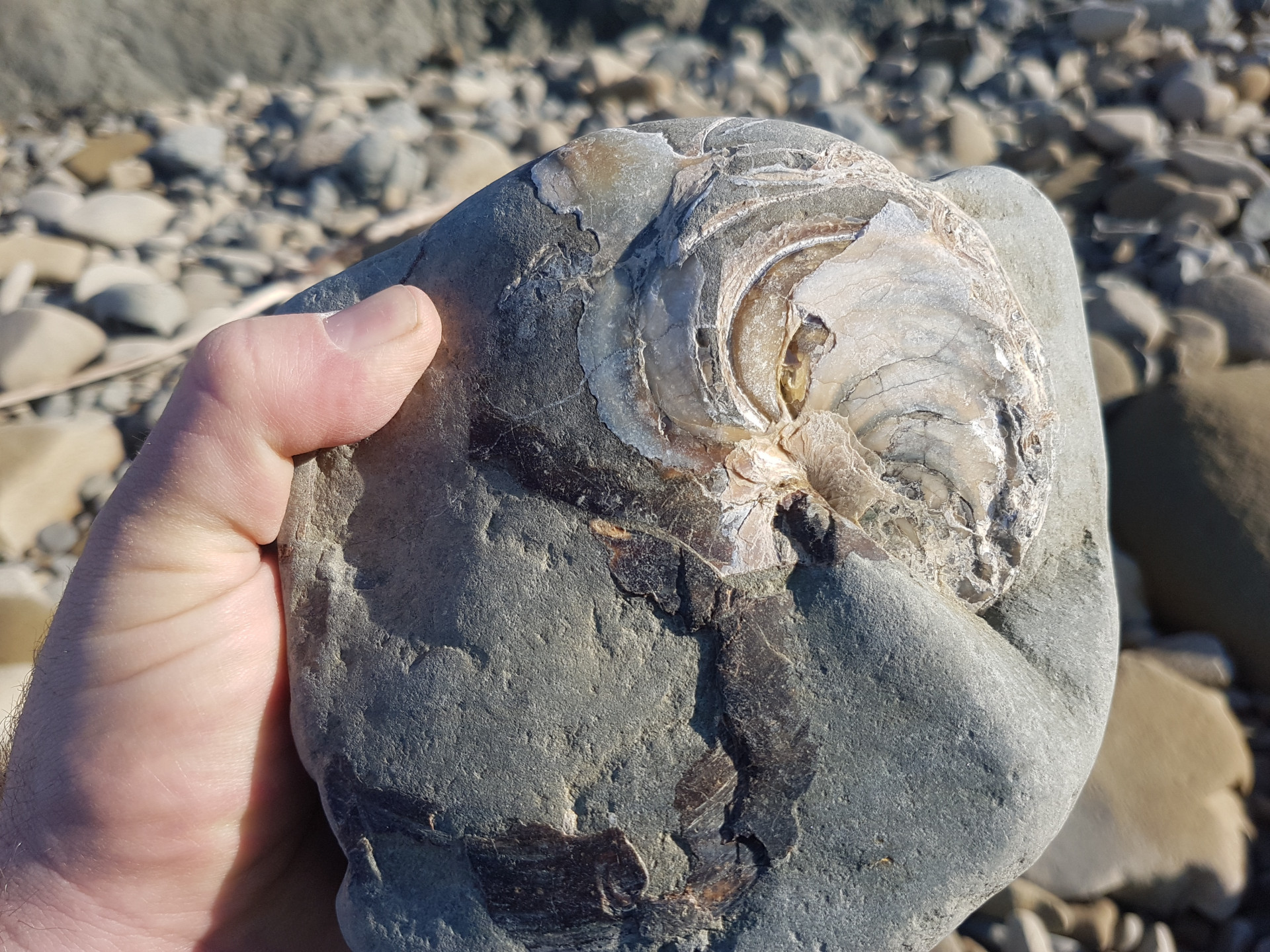 Nautiloid (large) possibly Arturia