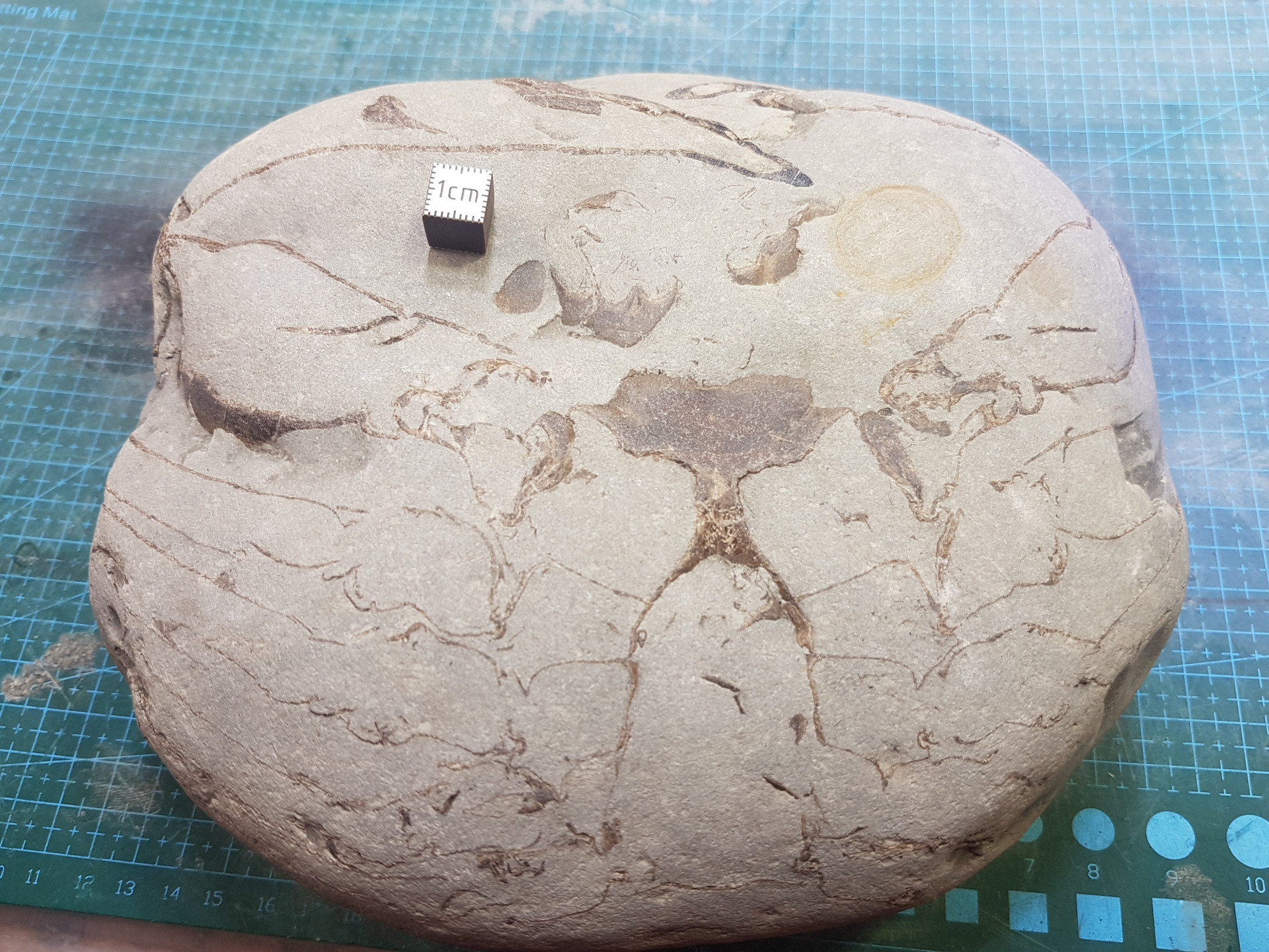 Large crab with ventral worn and exposed