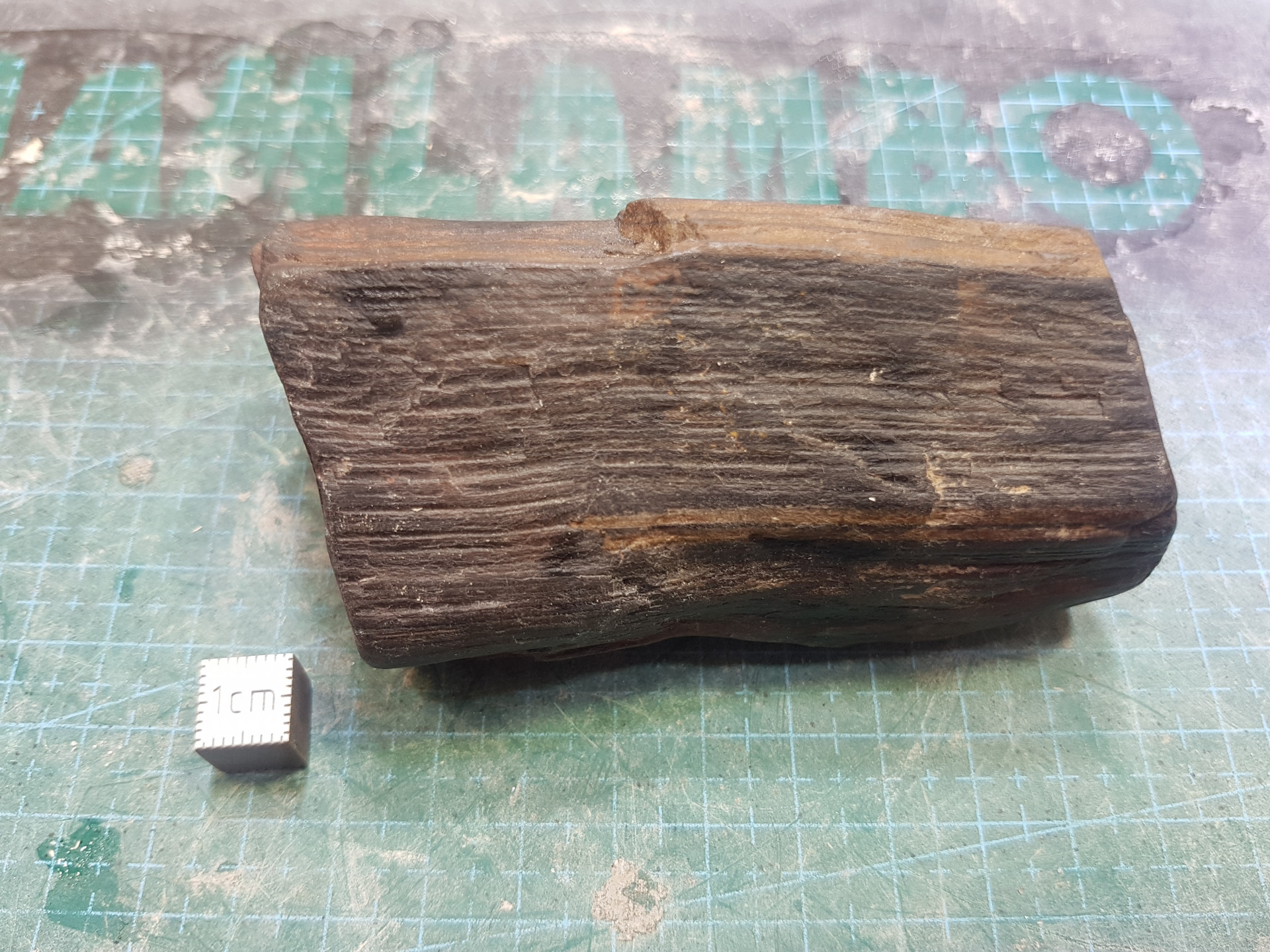 Petrified wood