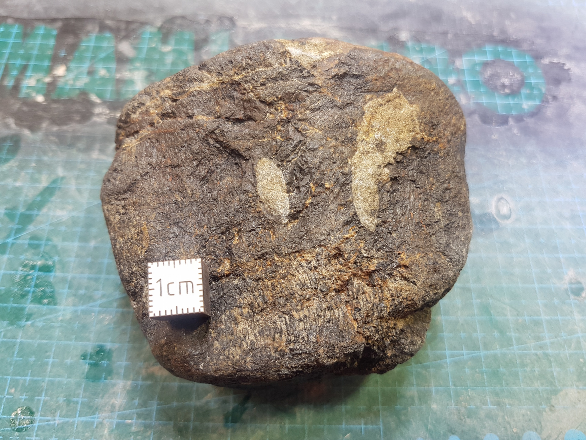 Plesiosaur vertebrae