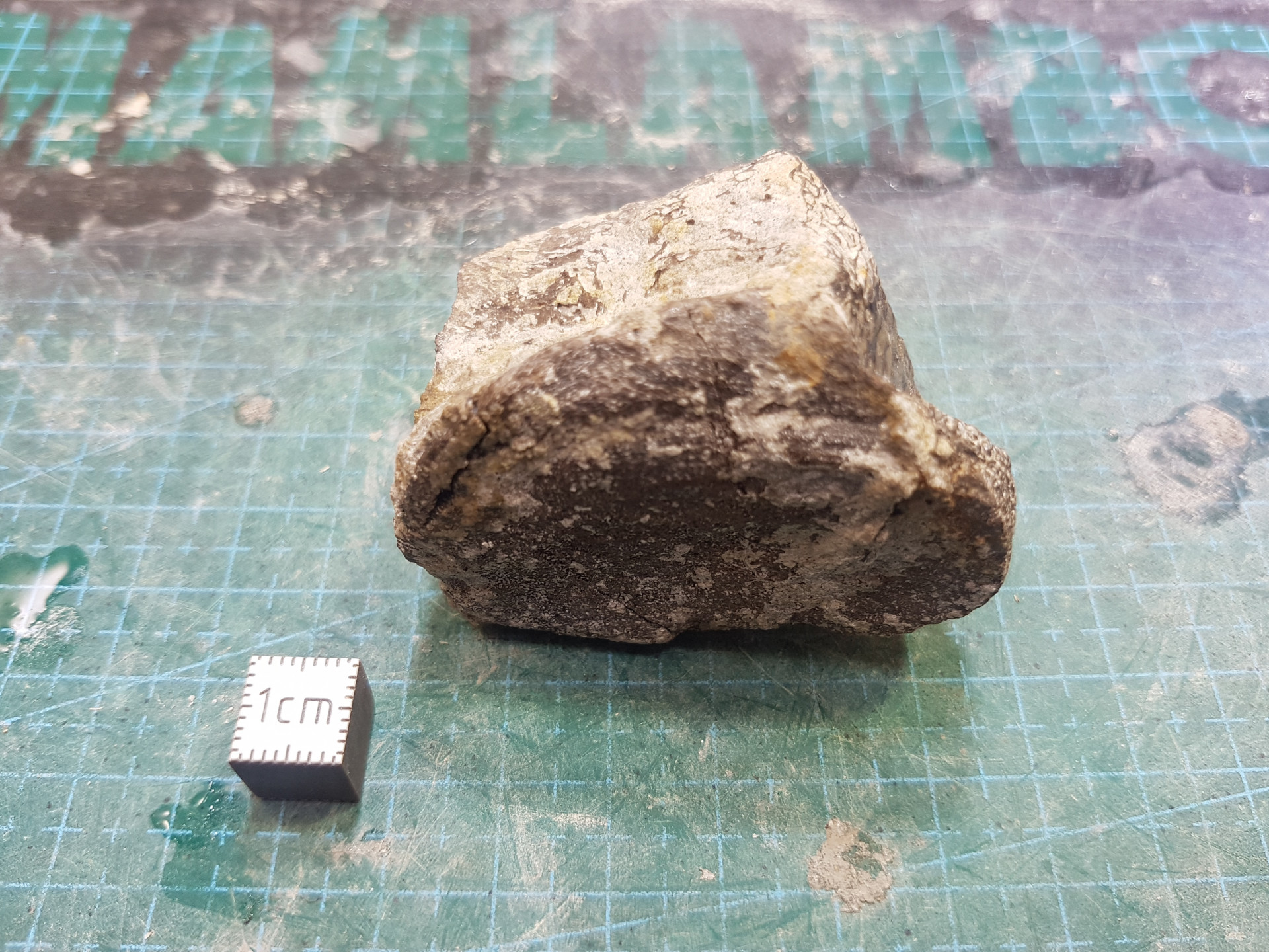 Small plesiosaur vertebrae