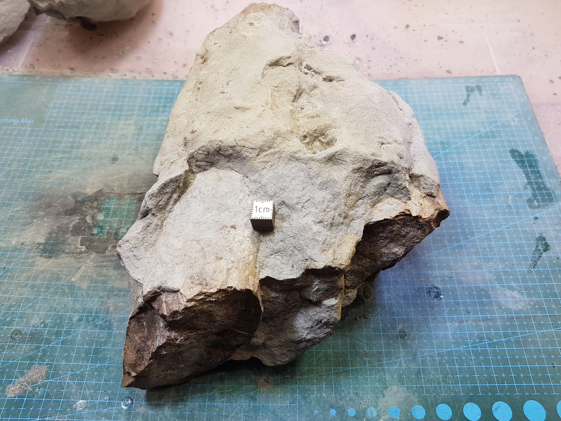Whale rostrum (suspected)