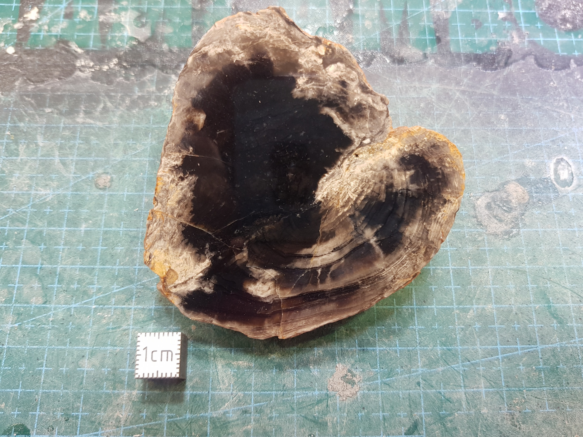 Small petrified wood round