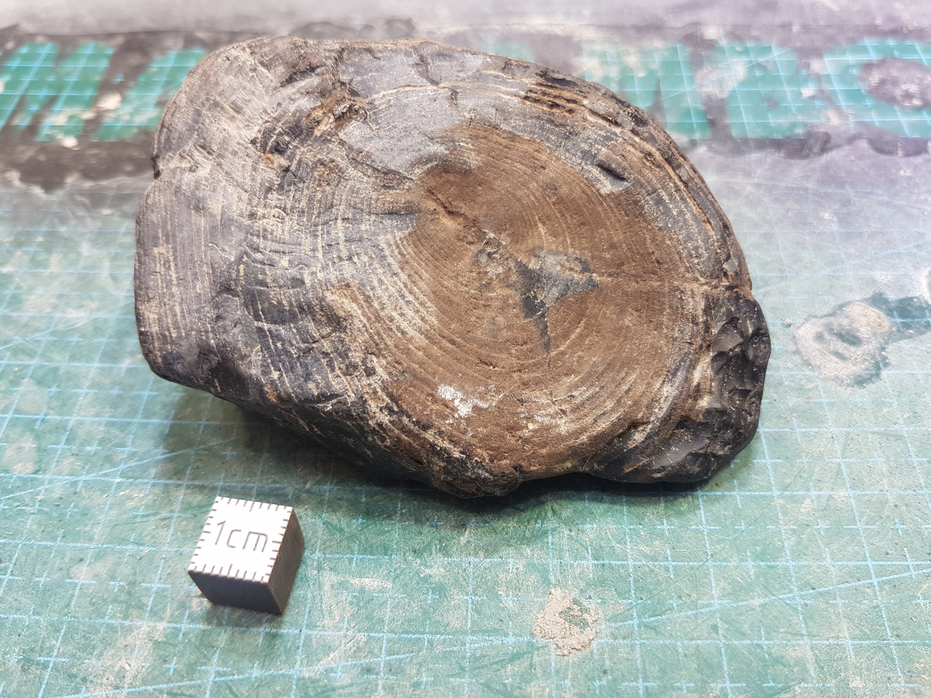 Small petrified wood round