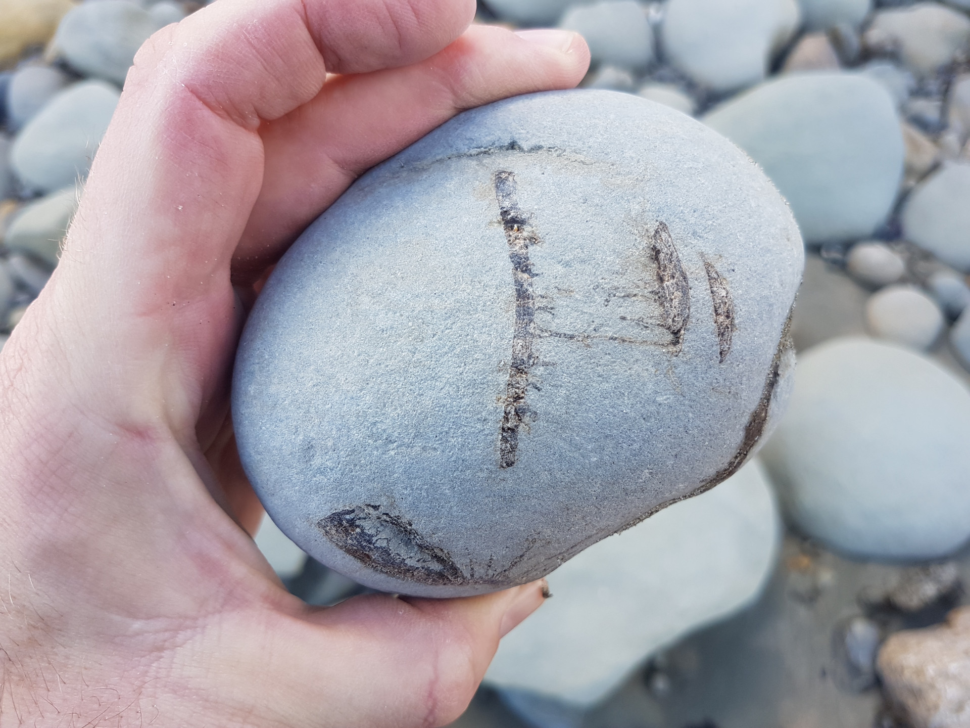 Shark vertebrae concretion