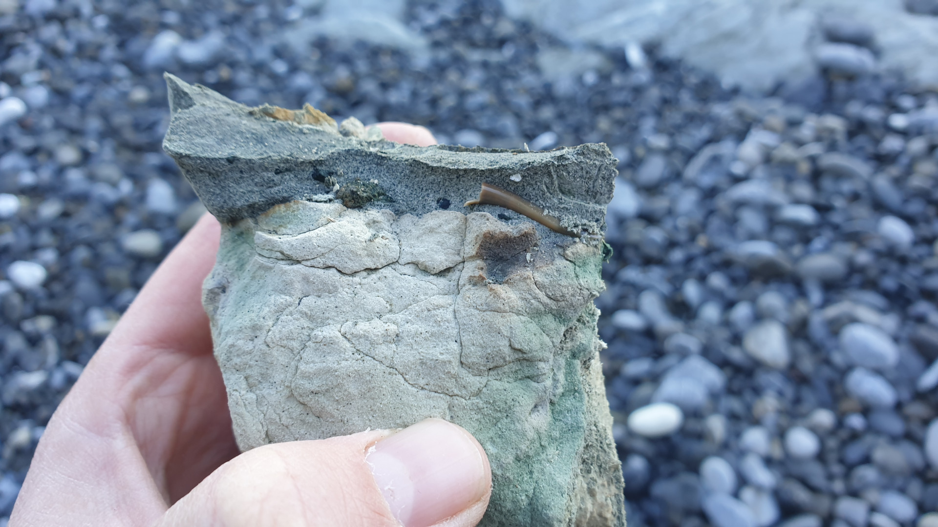 Shark tooth with missing root