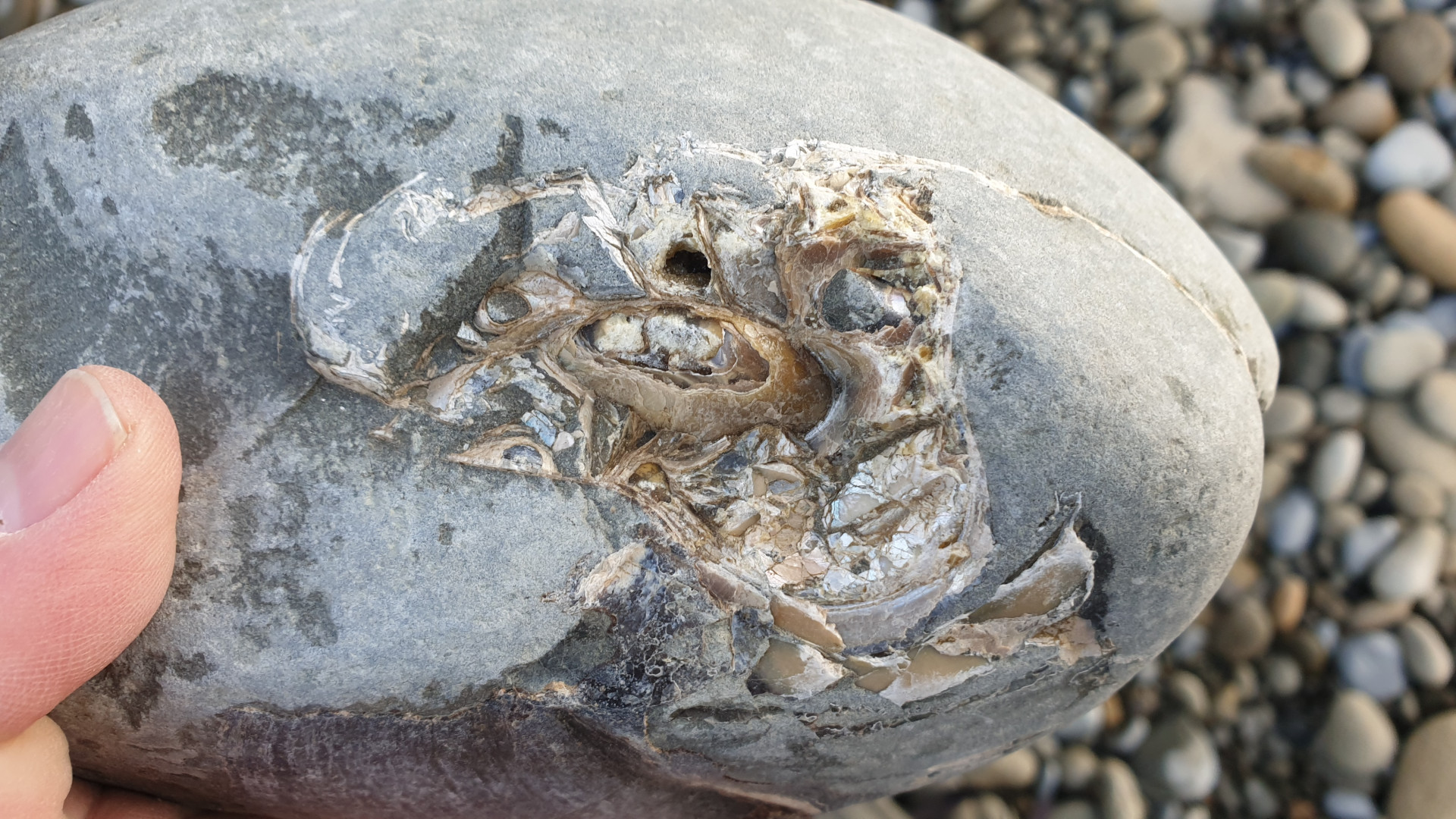 Nautiloid