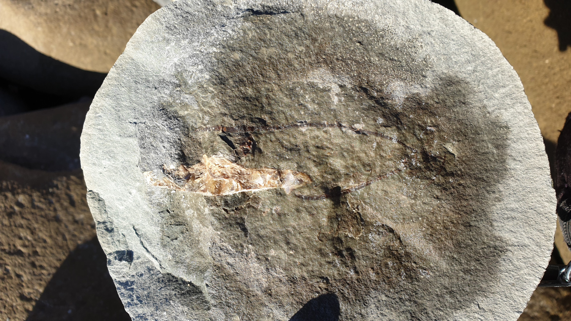 Complete nautiloid in a concretion - split concretion