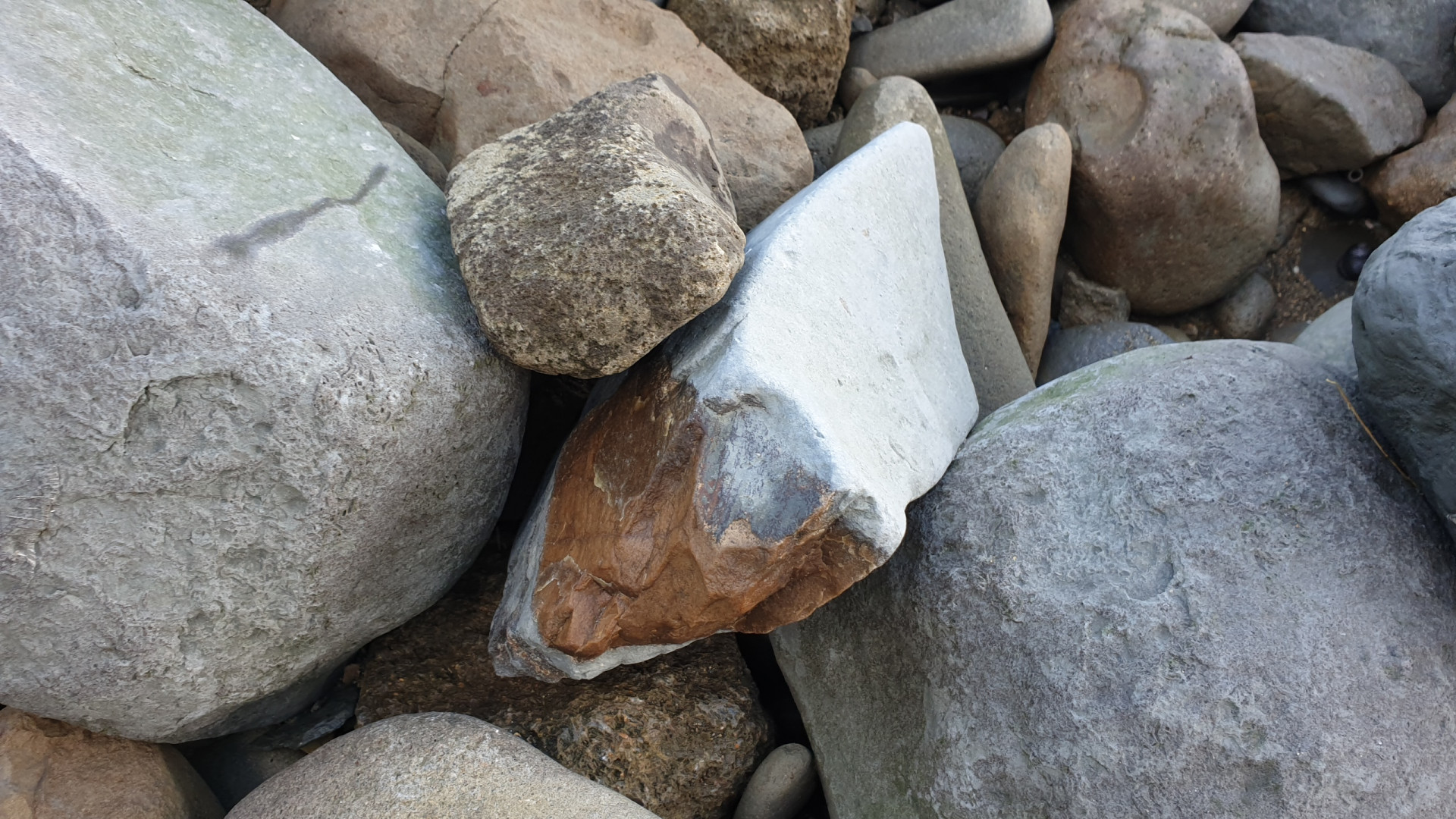 Cetacean skull wedge
