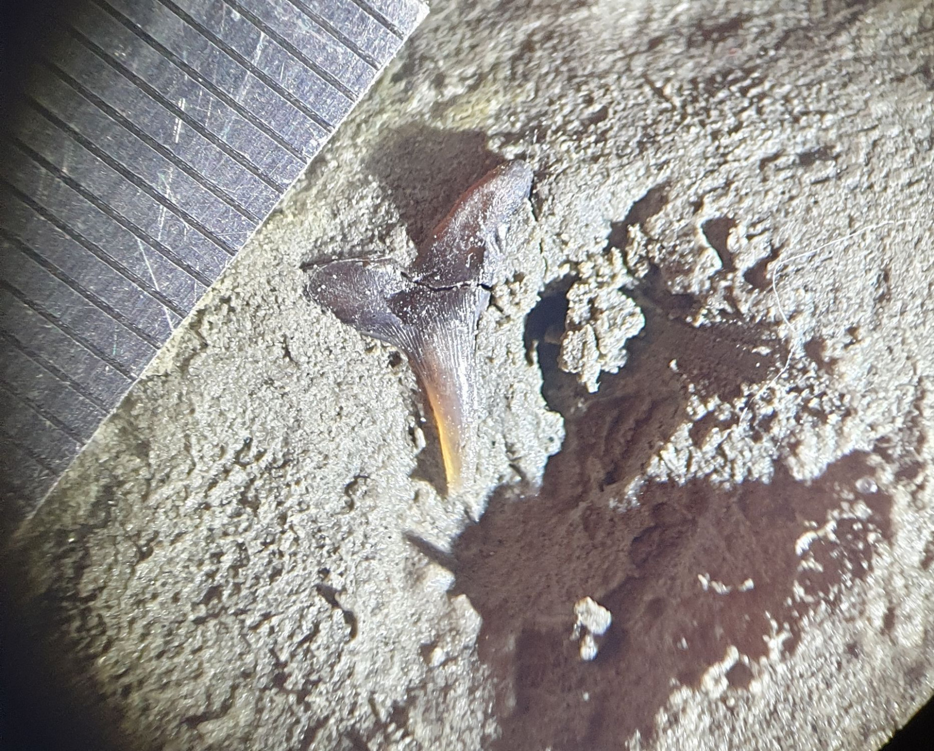 Megascyliorhinus cooperi shark tooth