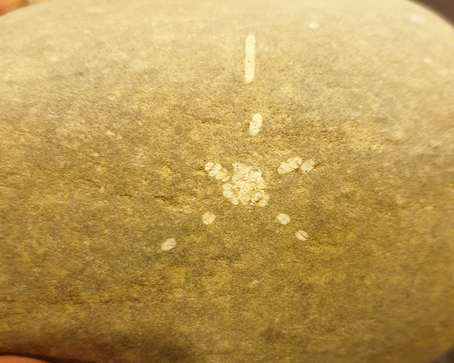 Crinoid (suspected)