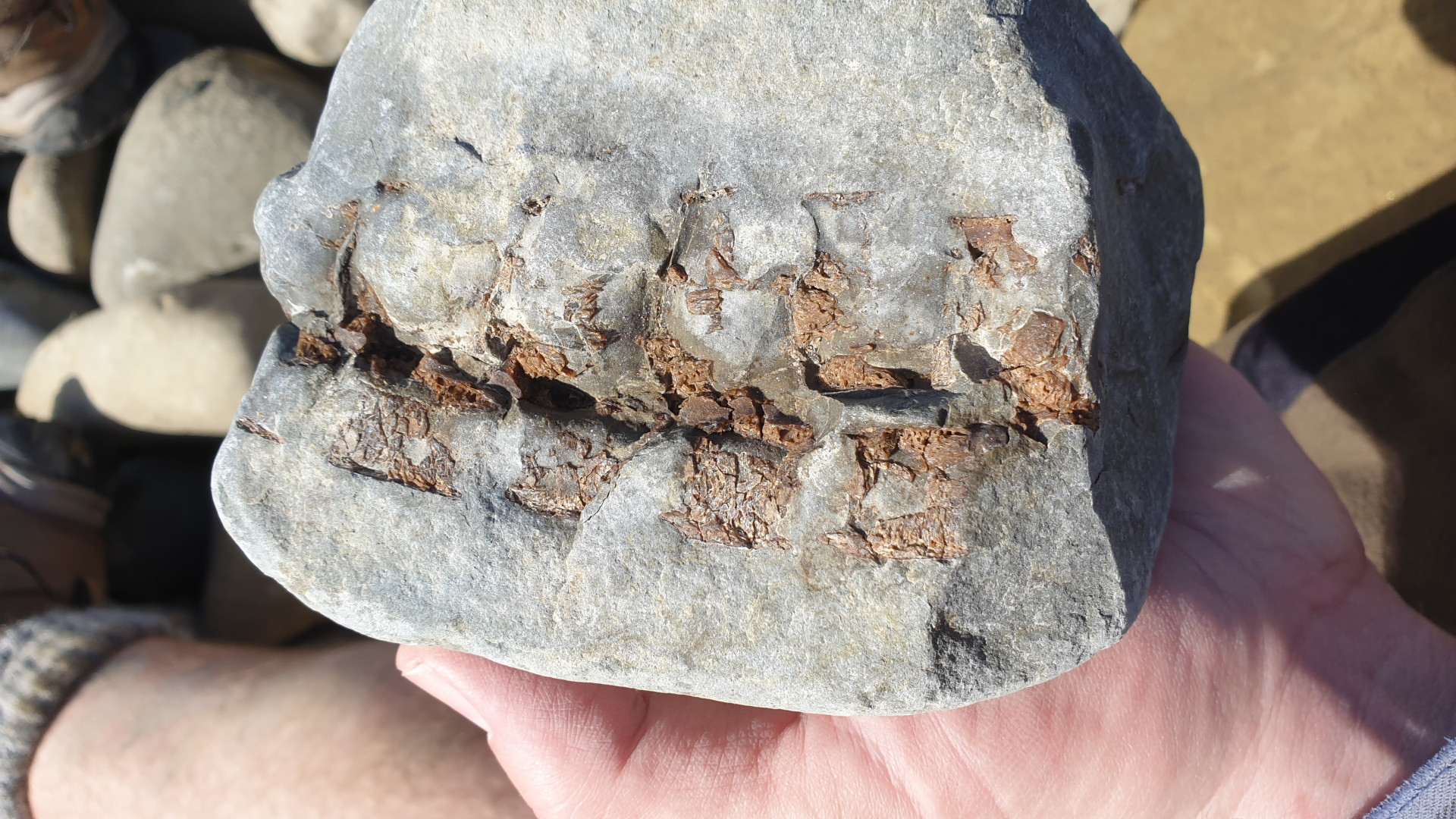 Fossil vertebrae - spine