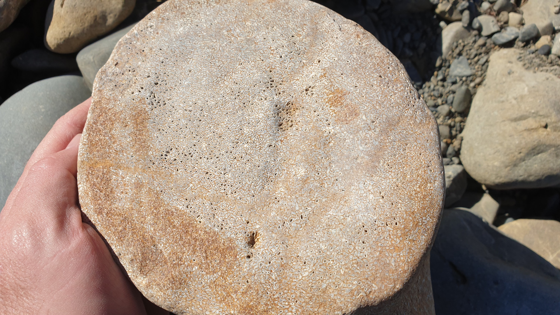 Large cetacean vertebra