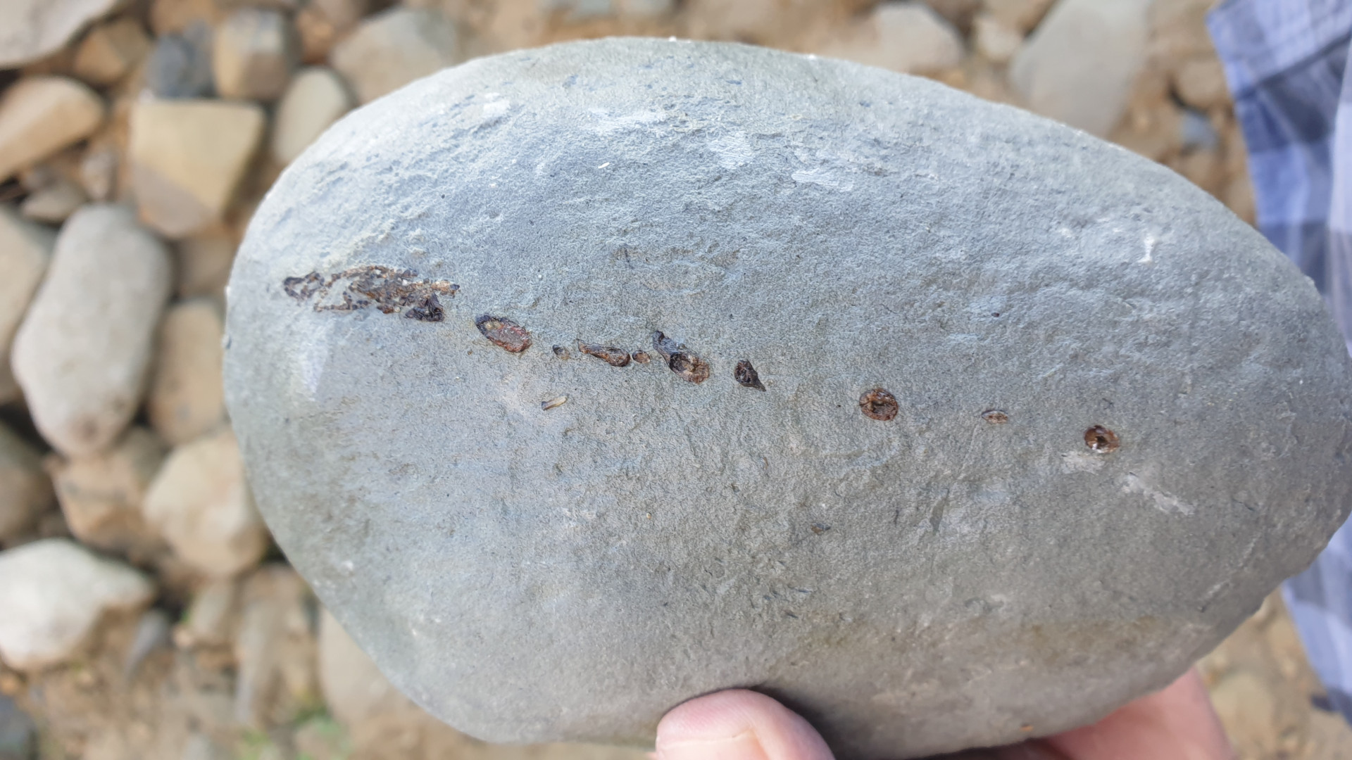 Ikamauius ensifer sawshark tooth concretion