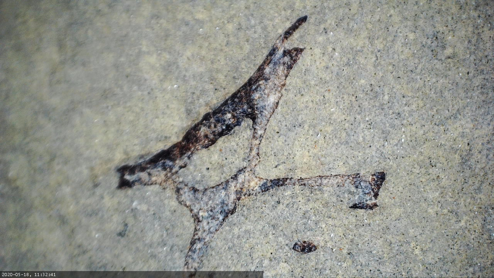 Fish (possible) concretion