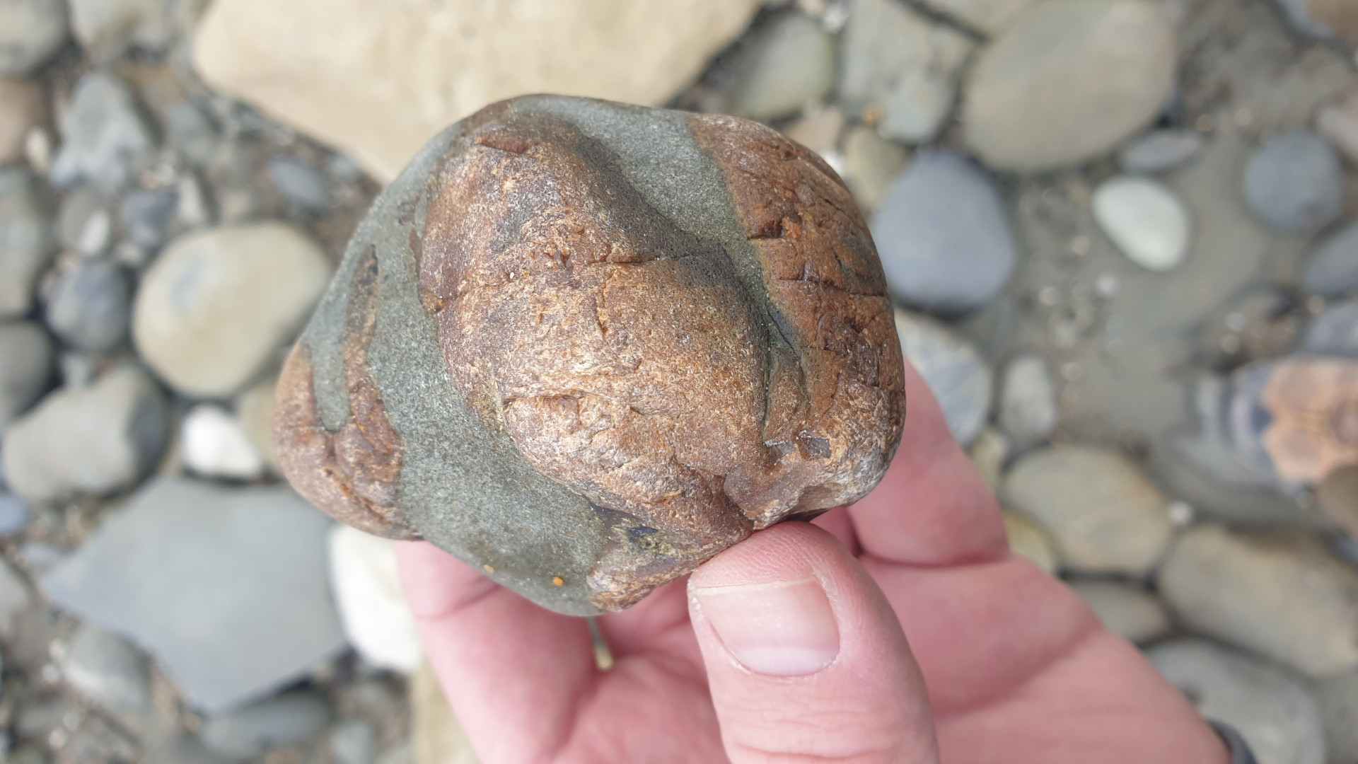 Cetacean ear bone