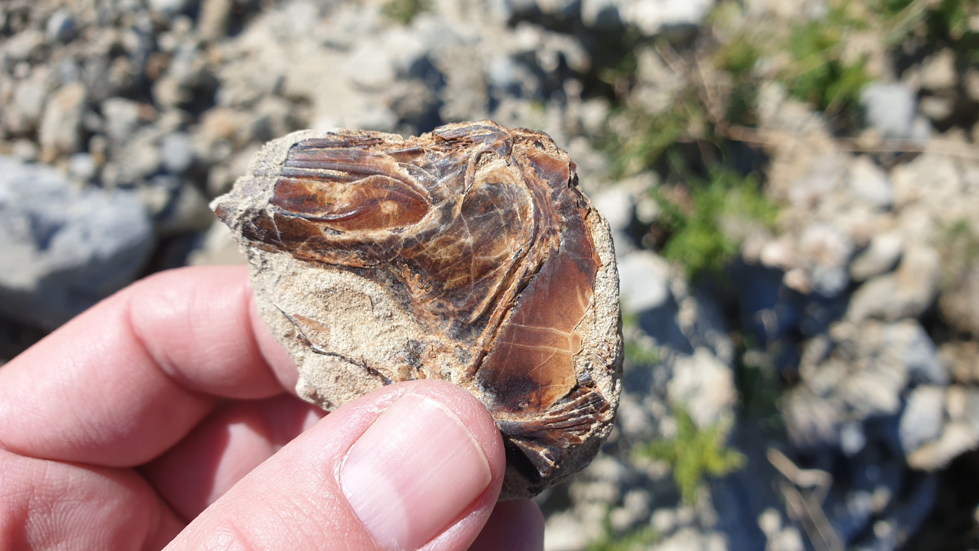 Section of fossil fish skull