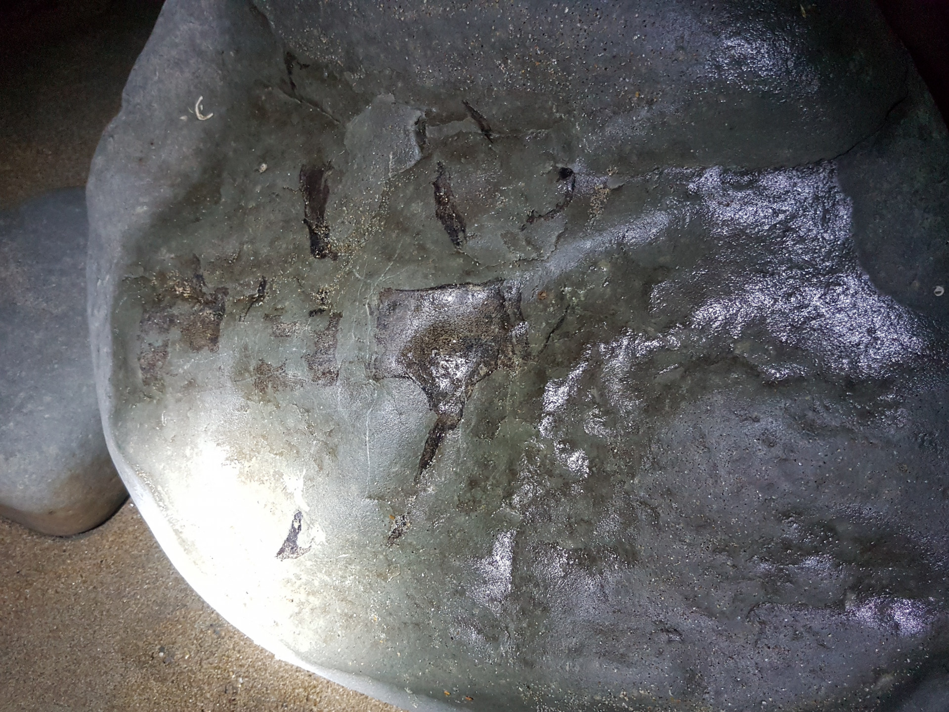 Three Cetacean vertebrae in concretion