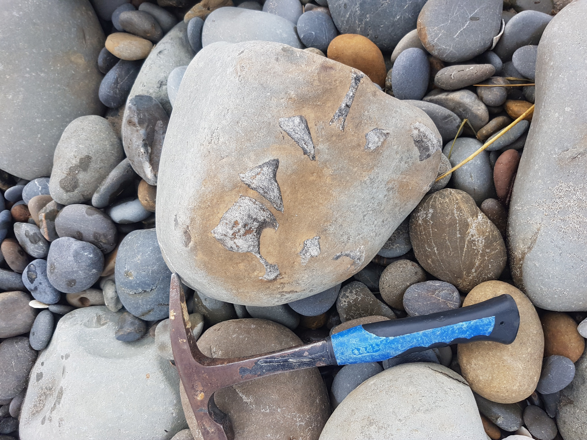 Potential seal bone cluster