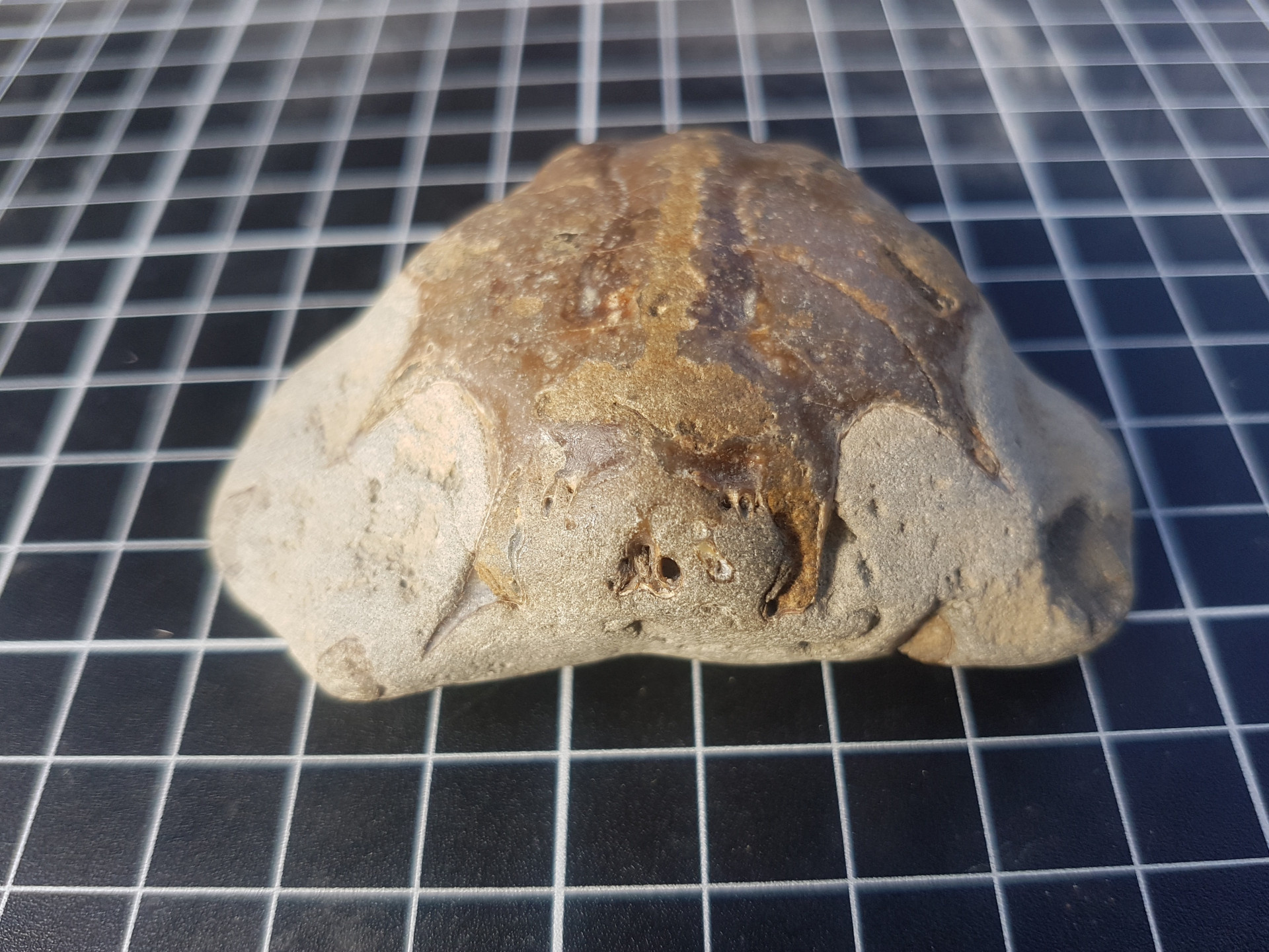 Actinotocarcinus maclauchlani crab