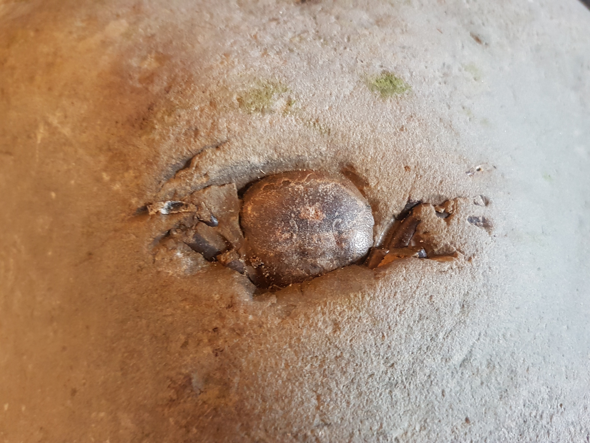 Small unknown crab