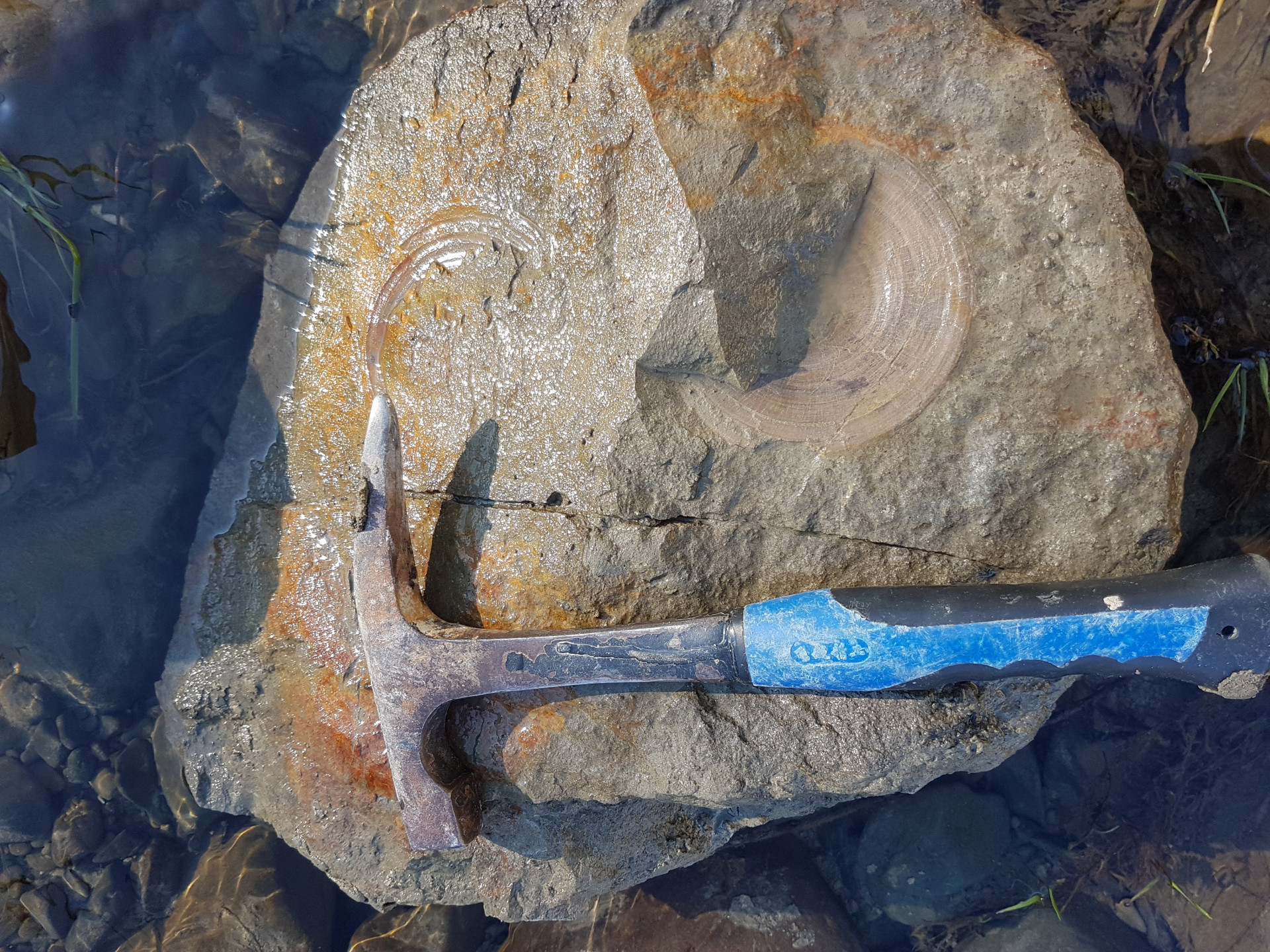 Shark vertebrae concretion (large)
