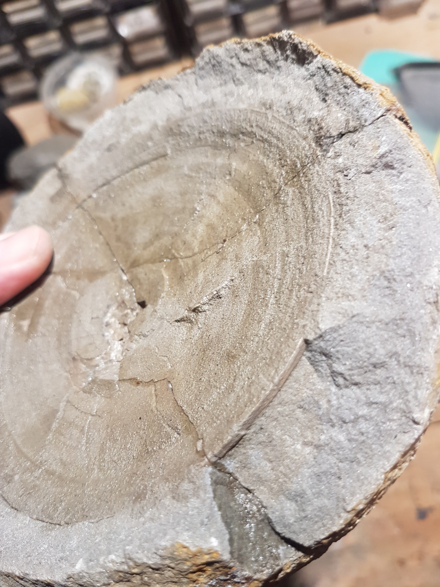 Large shark vertebrae