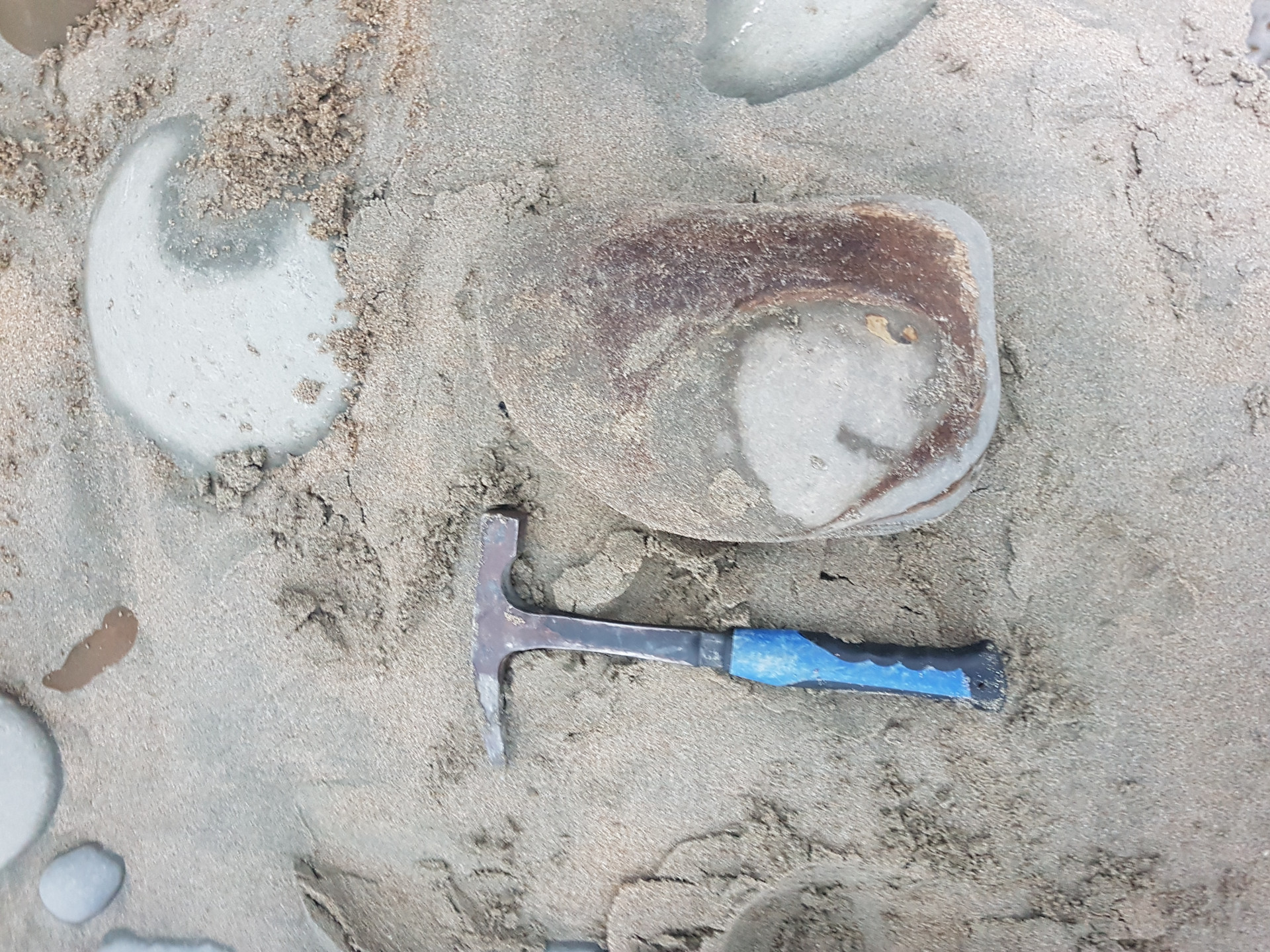 Cetacean bone