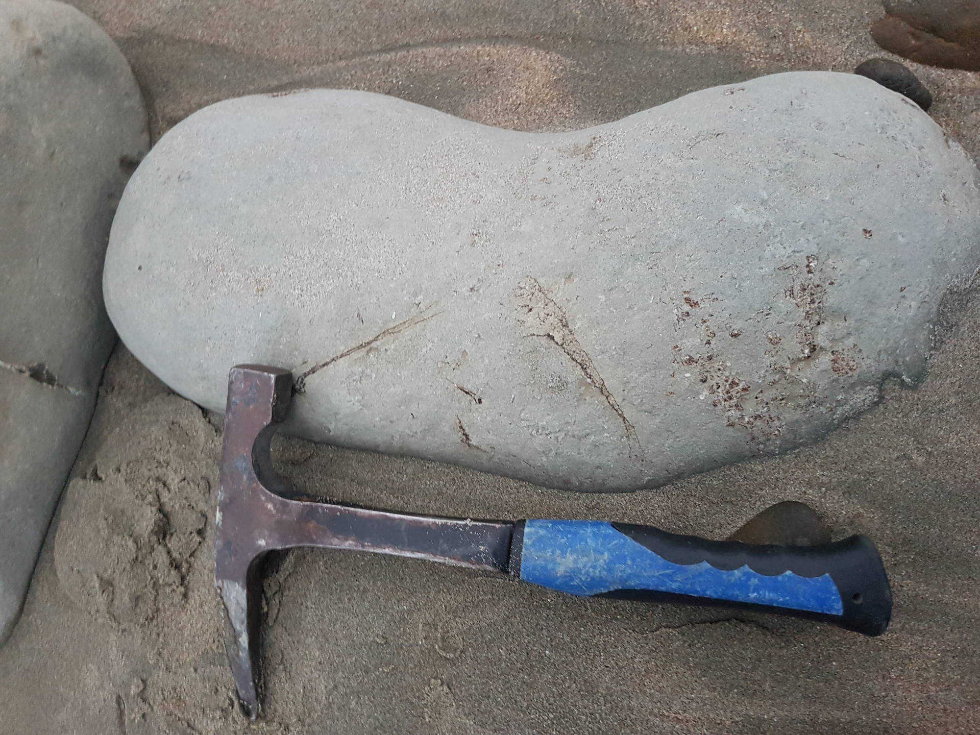 Large fish concretion