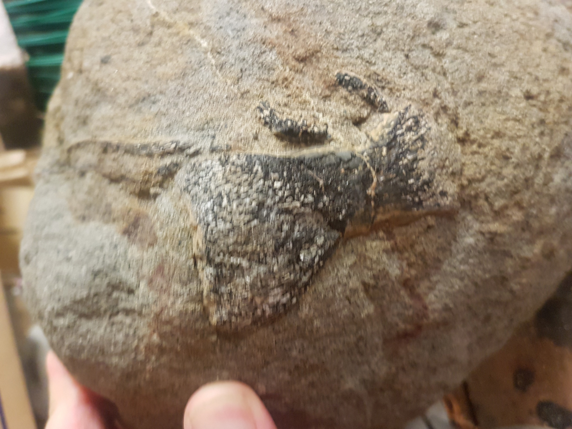 Marine Reptile (mosasaur or plesiosaur) paddle bone