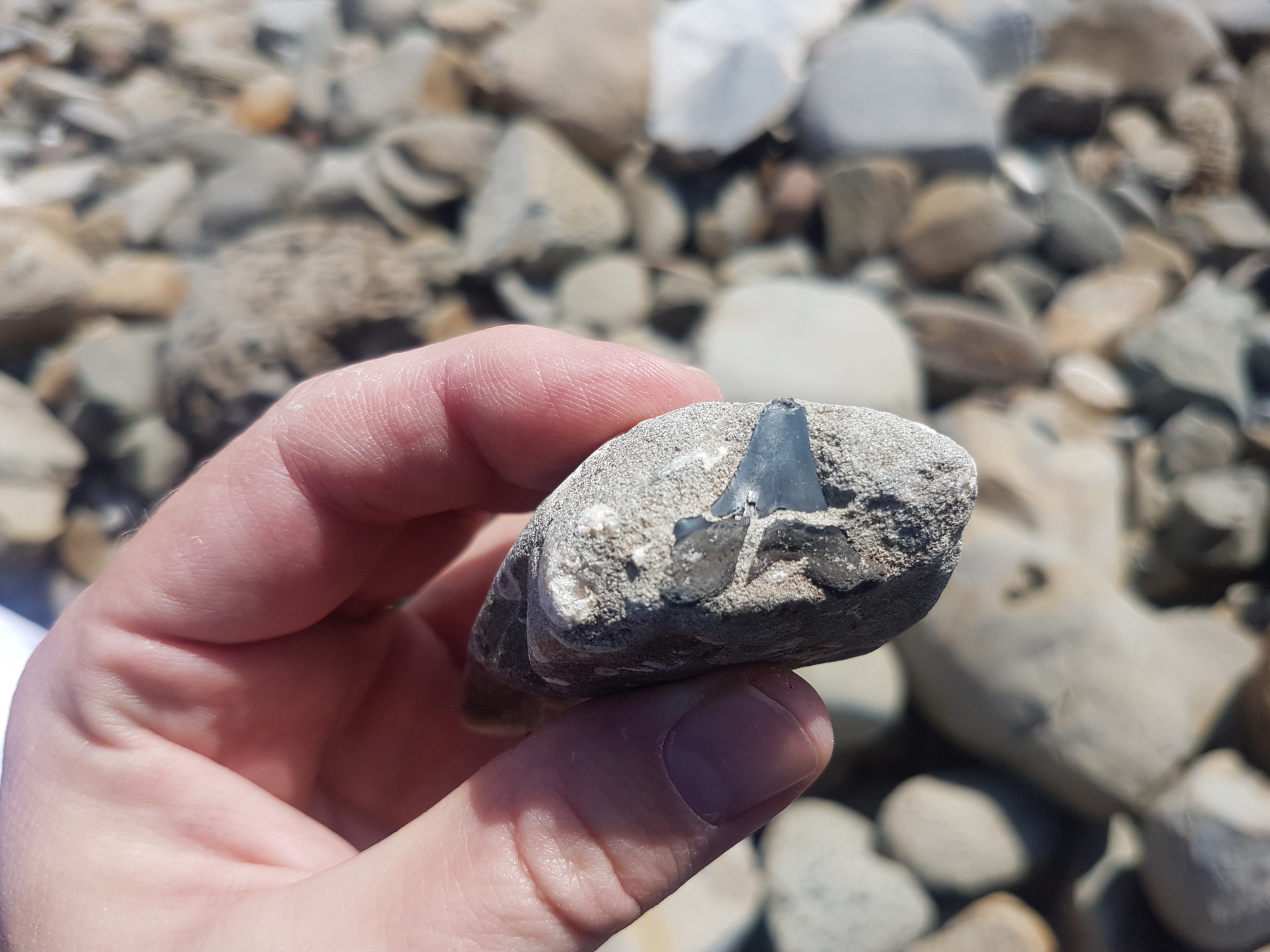 Cretalamna shark tooth