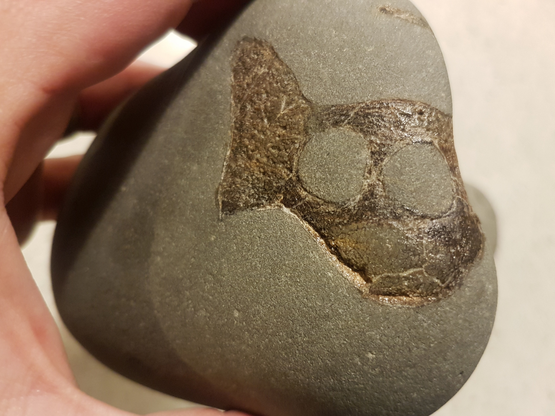 Miocene turtle skull