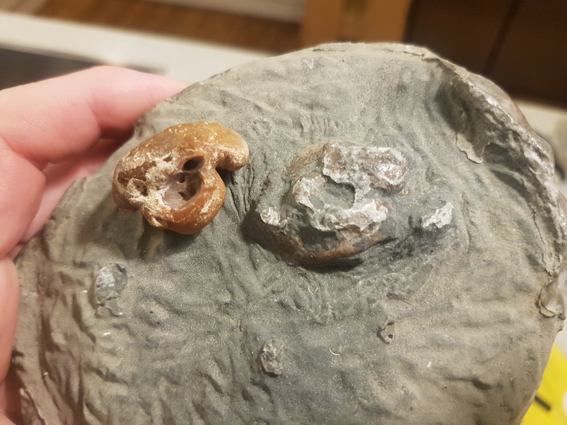 Cetacean ear bones (suspected)