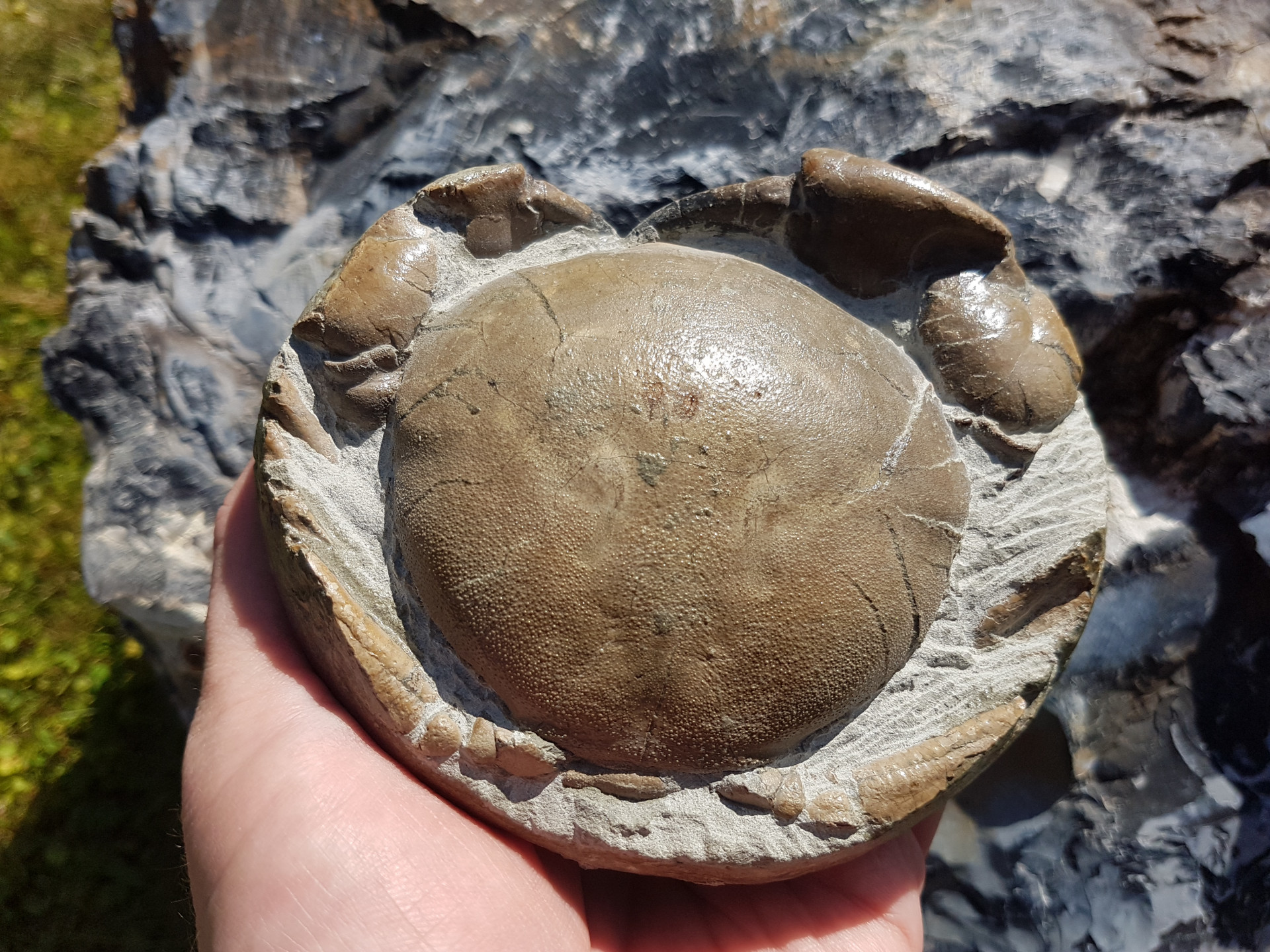 Tumidocarcinus giganteus (prepped)