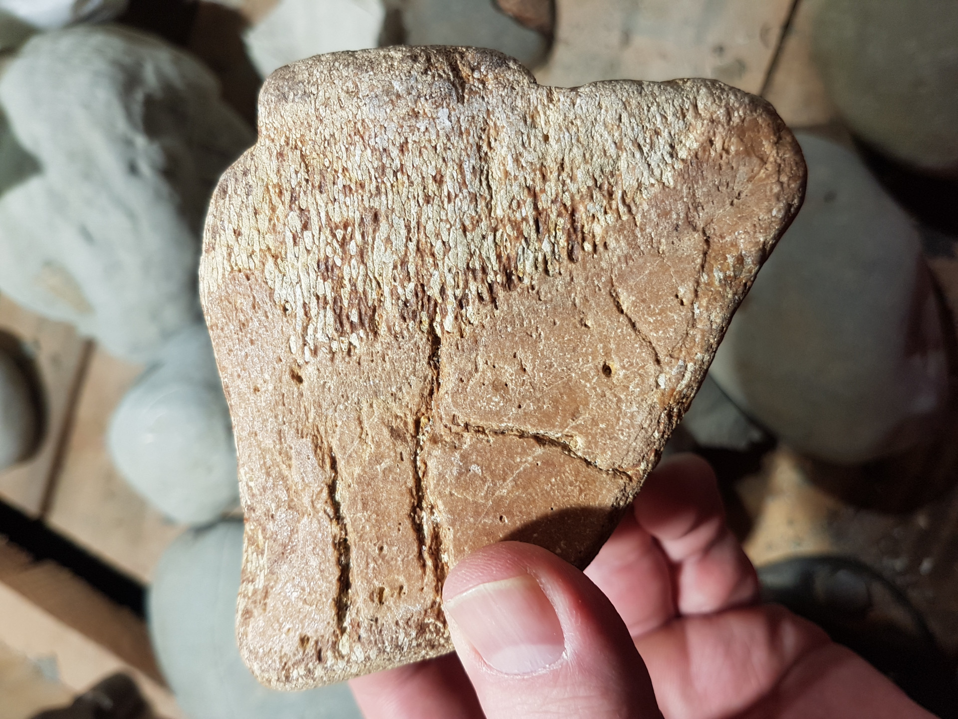 Cetacean bone - possible vertebrae