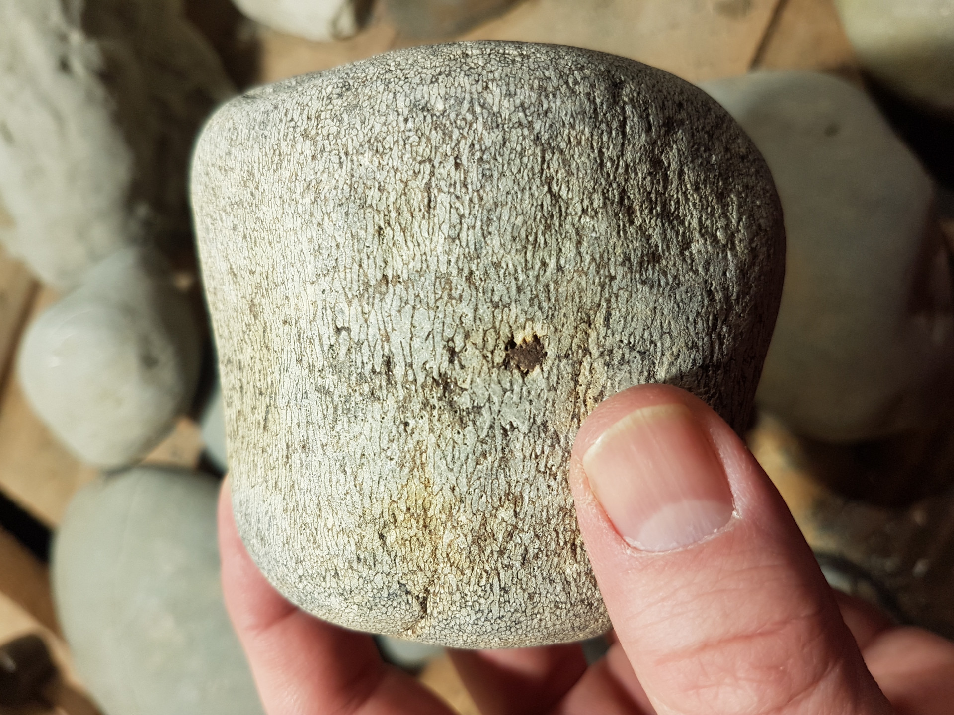 Cetacean bone - possible vertebrae