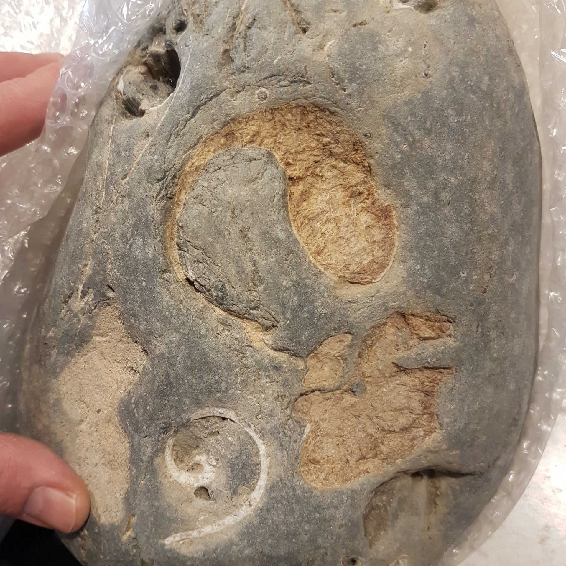 Cetacean ear bones - bulla and periotic