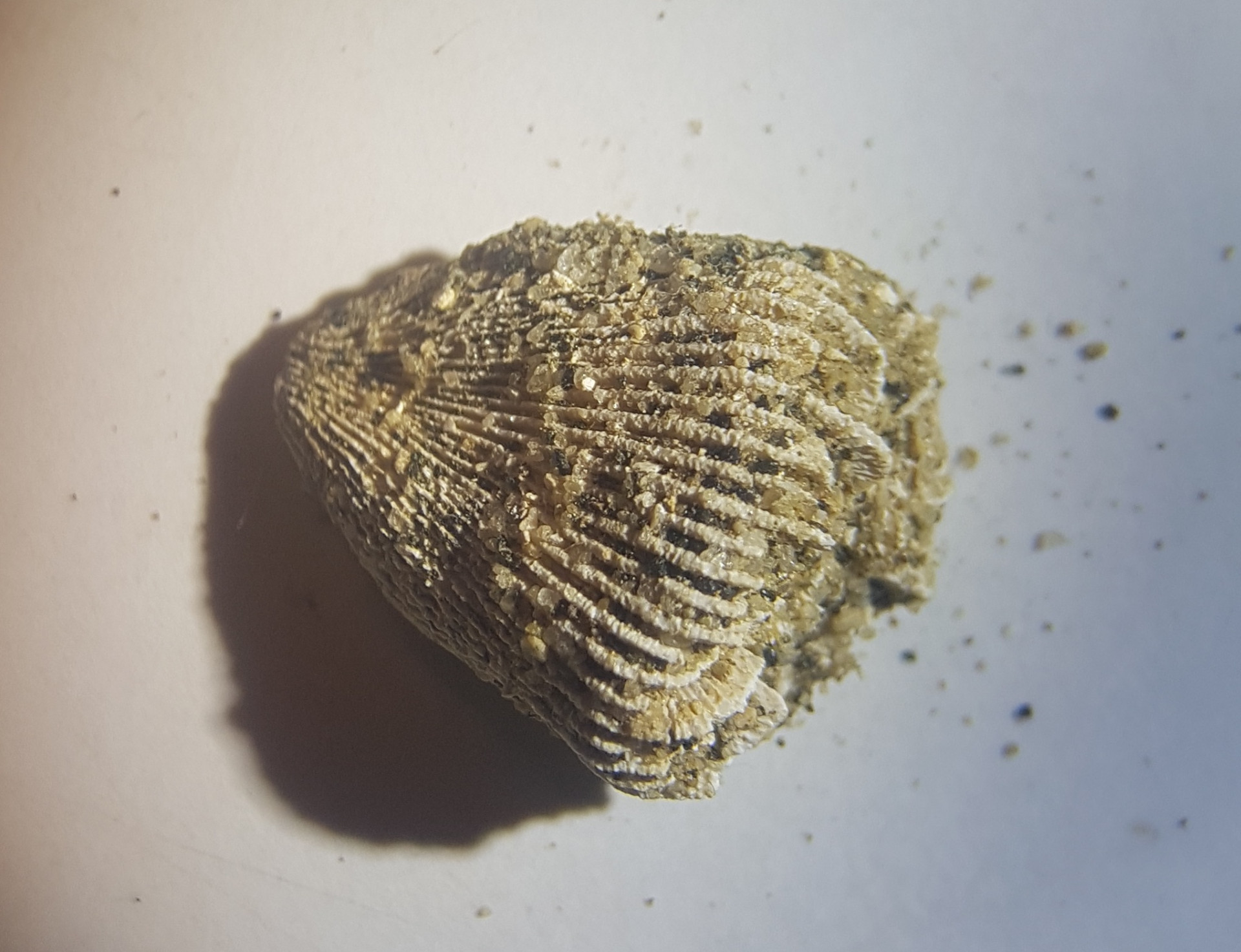 Coral