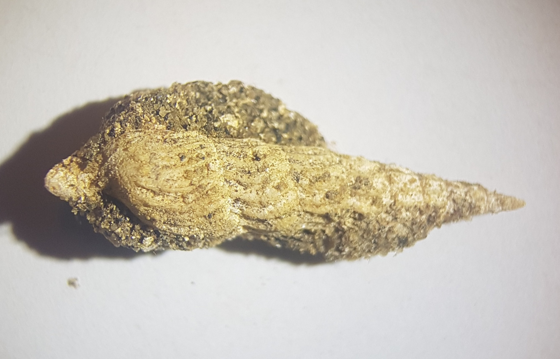 Zeacuminia tahuia shell