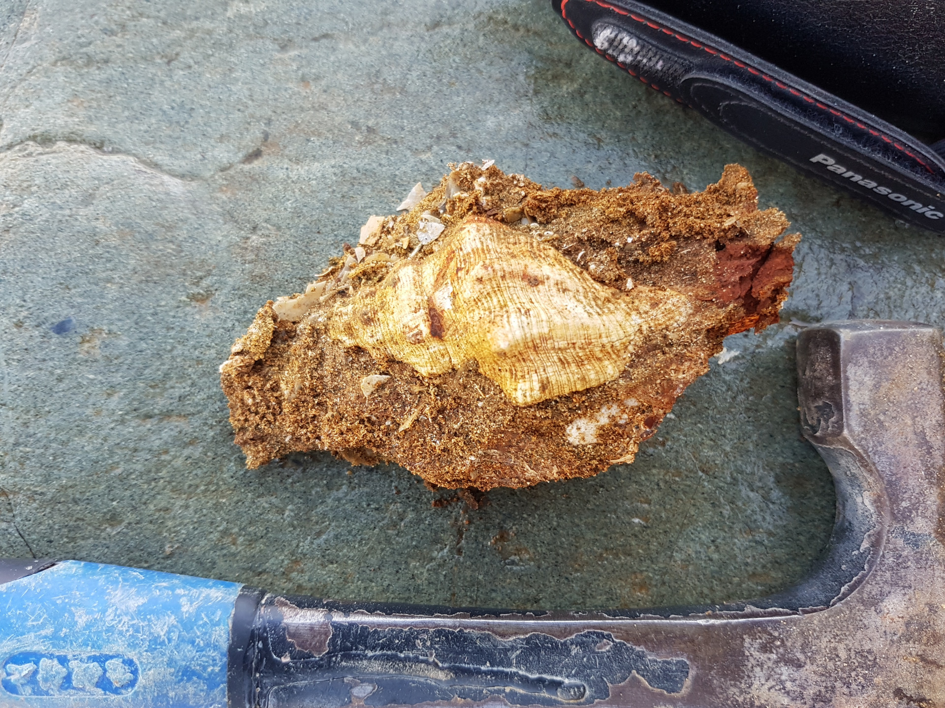 Sassia whelk shell