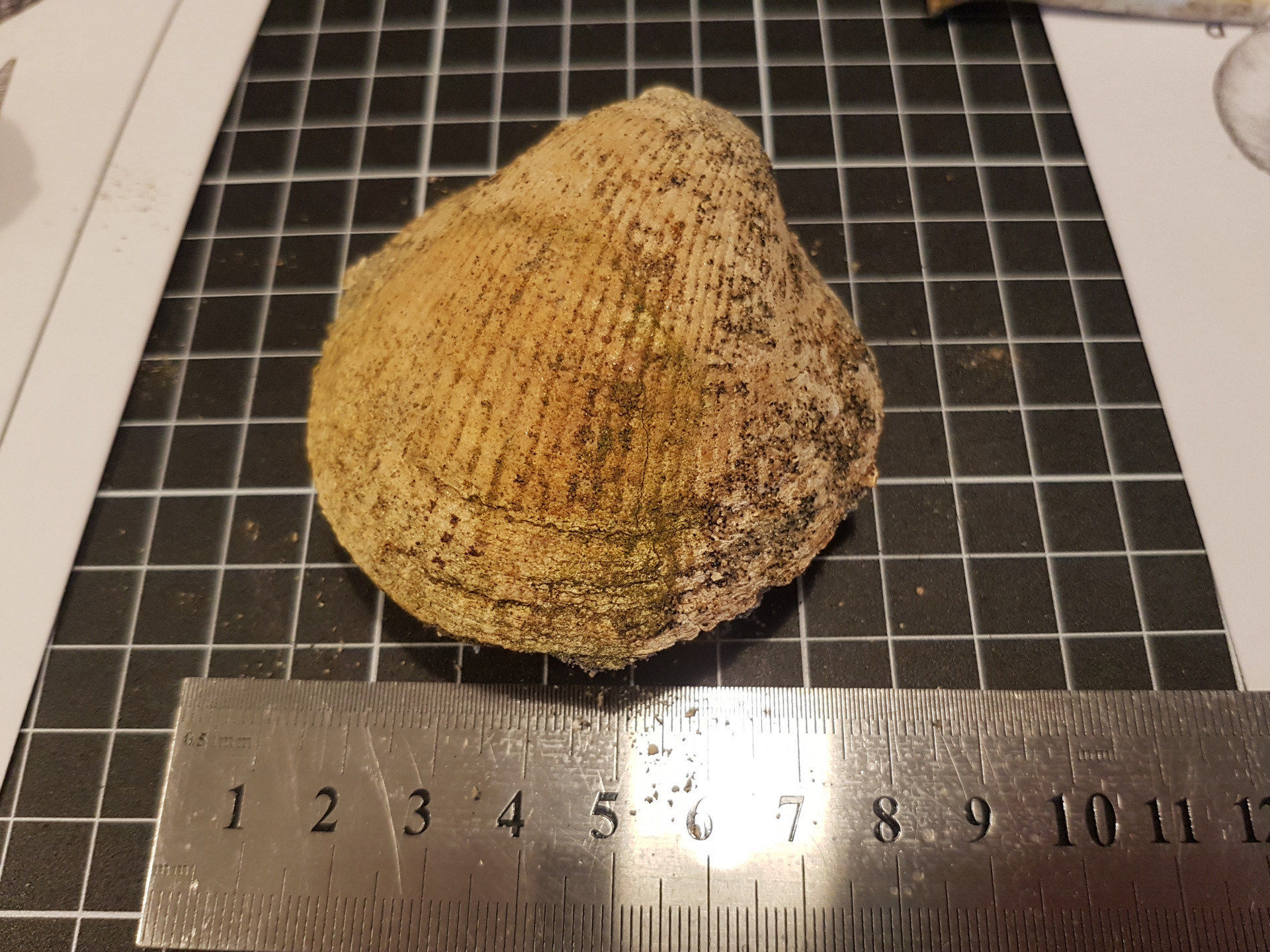 Tucetona lornensis bivalve