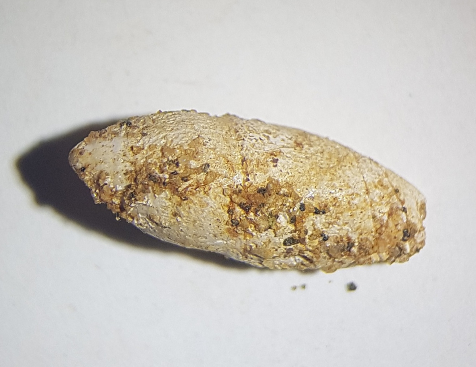 Amalda morgani shell