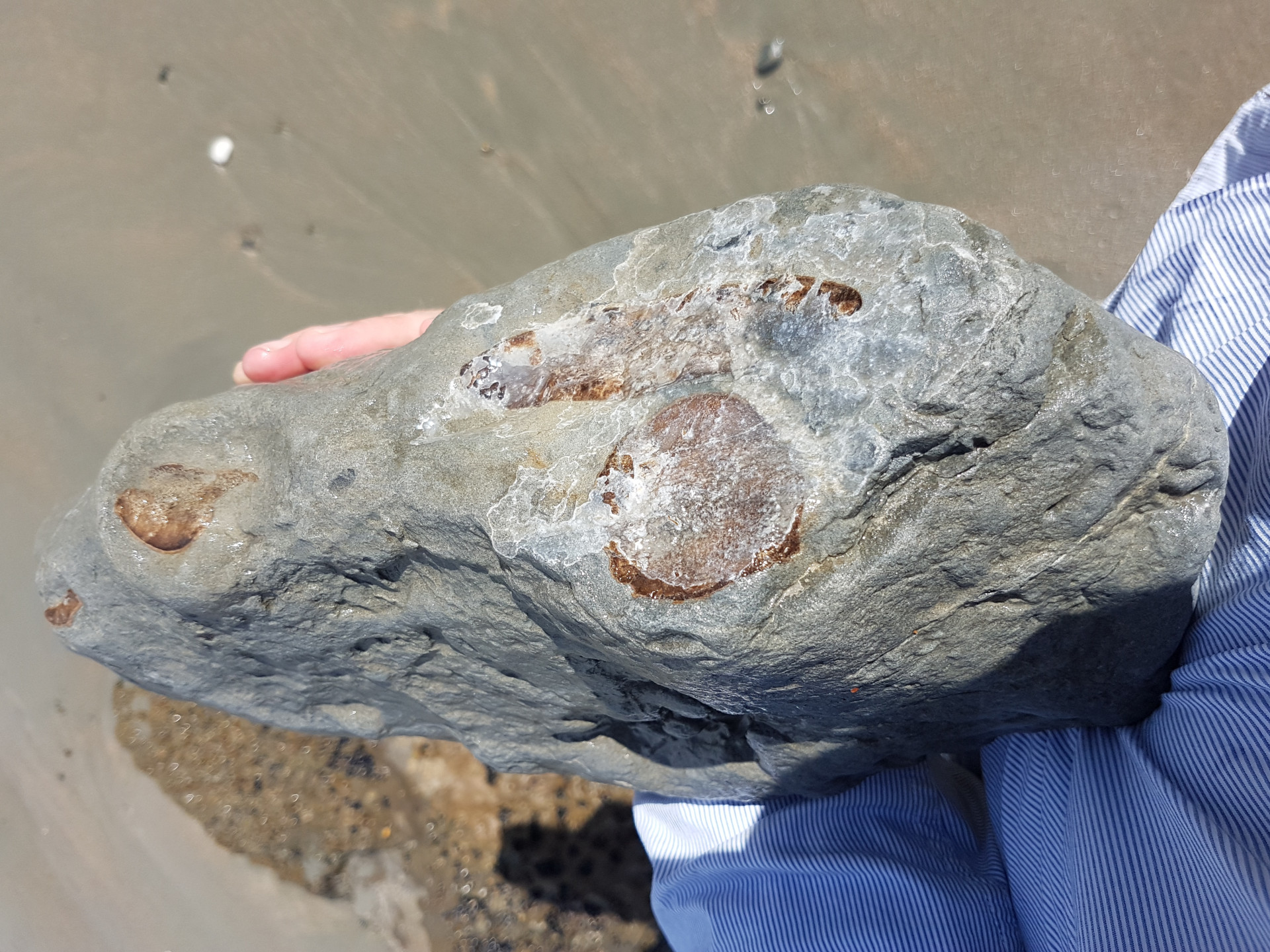 Cetacean bone cluster (suspected)