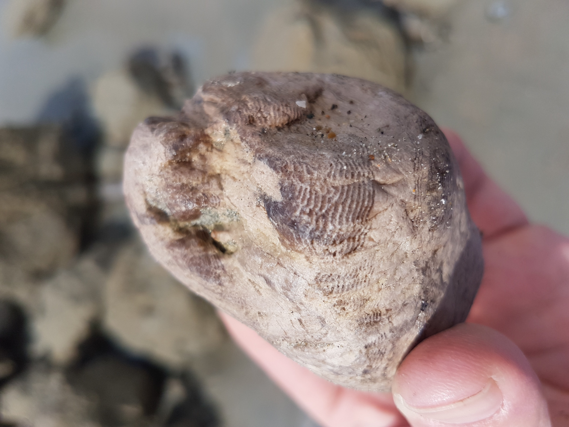 Petrified wood