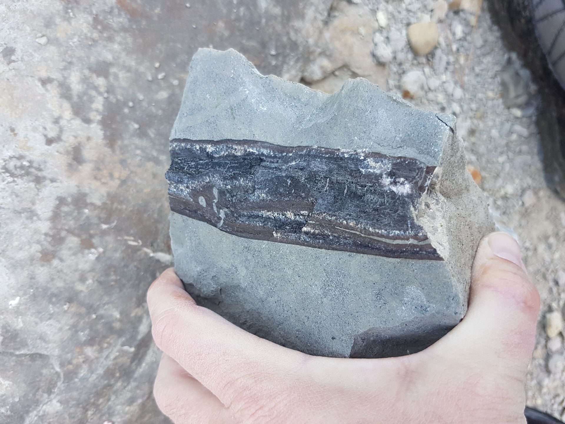Cretaceous wood or perhaps bone